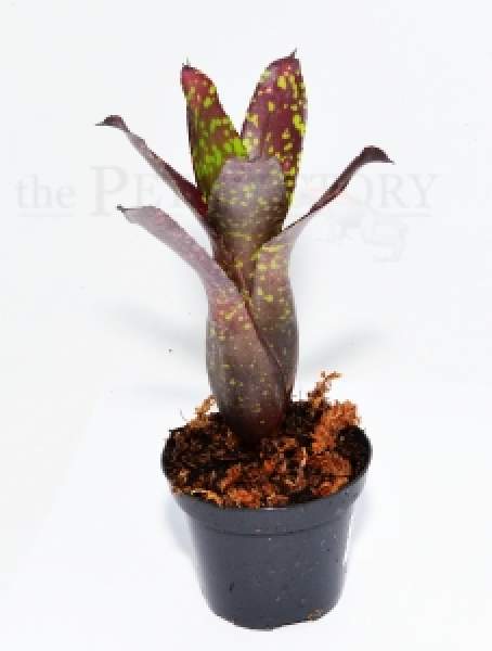 Neoregelia chlorosticta